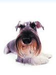 pic for Miniature Schnauzer